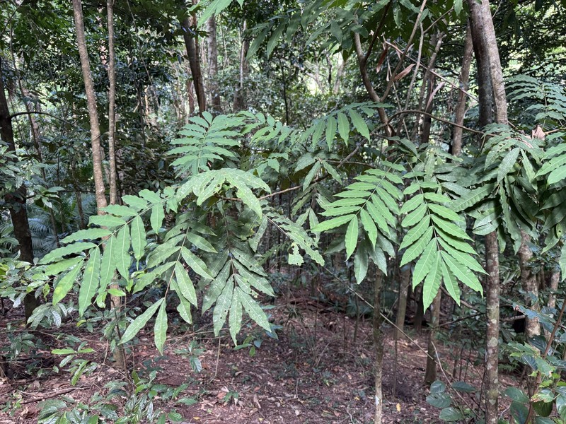 Didymocheton papuanus photo 3
