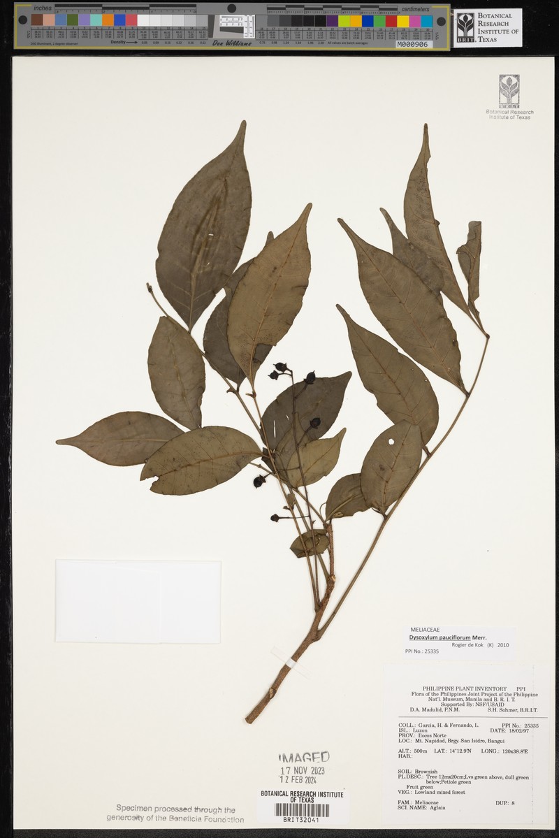 Didymocheton pauciflorus