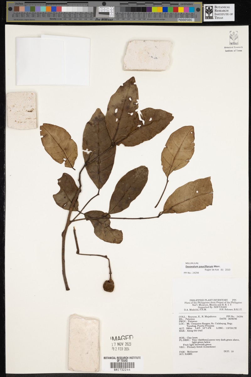 Didymocheton pauciflorus photo 2