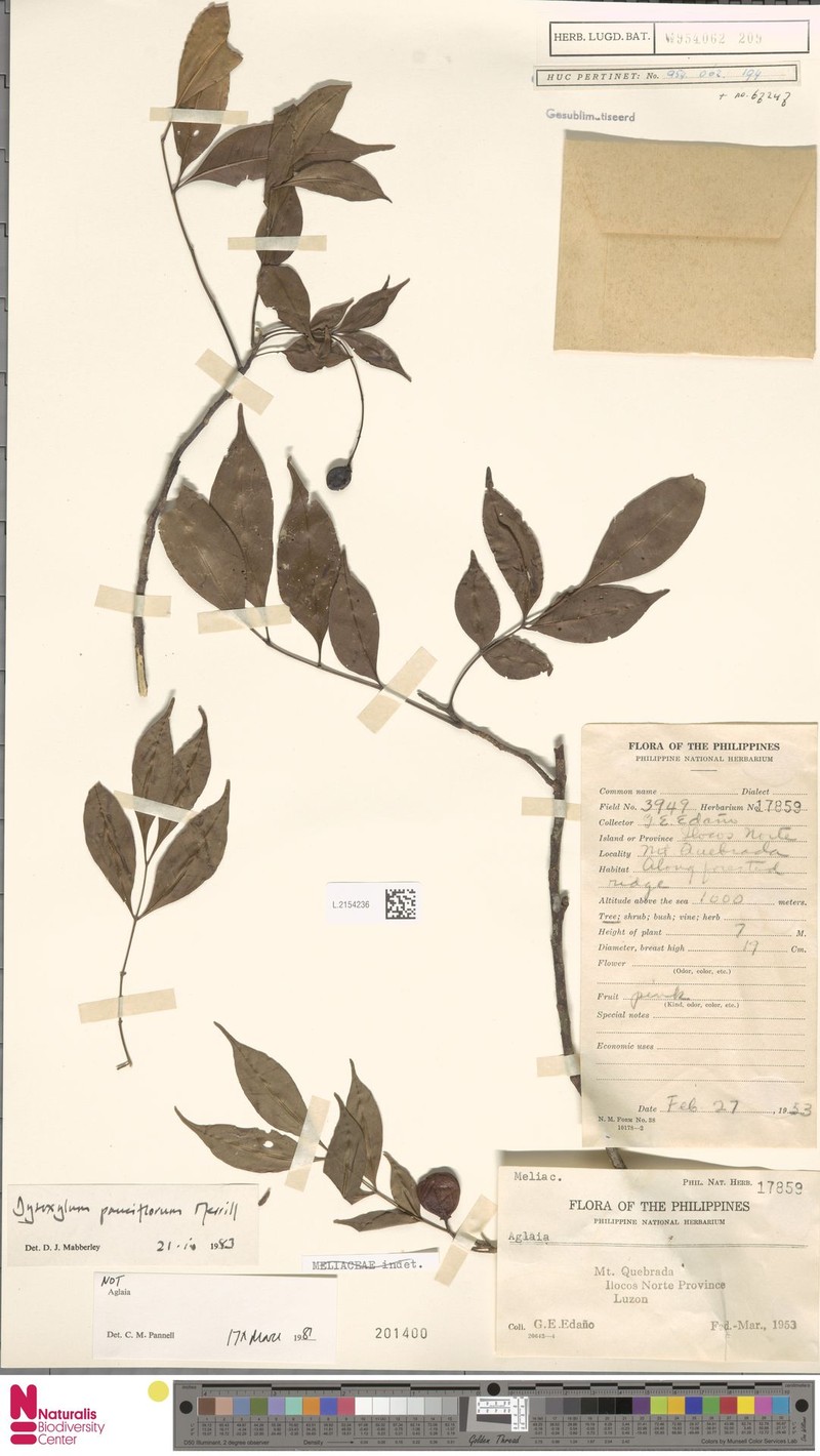 Didymocheton pauciflorus photo 3