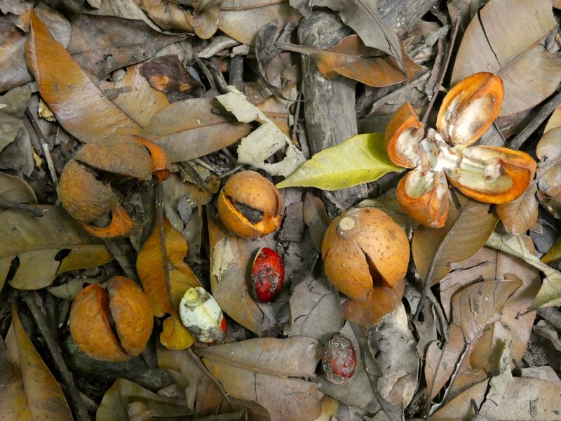 Didymocheton pettigrewianus