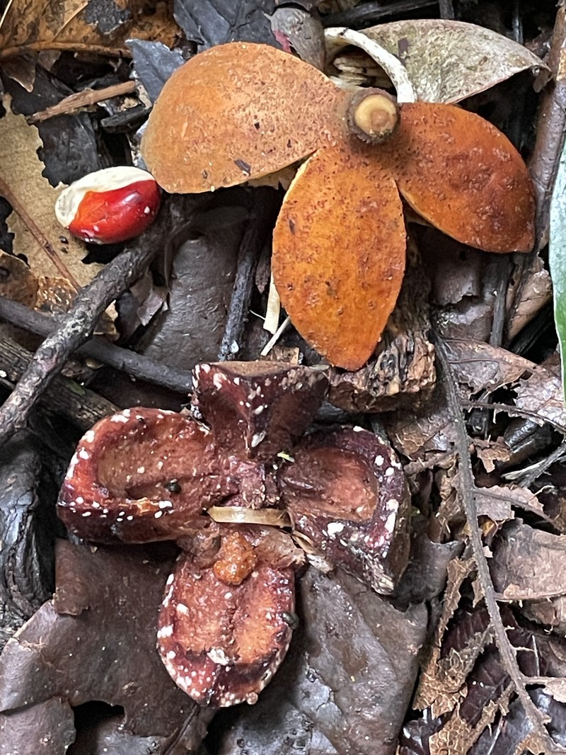 Didymocheton pettigrewianus photo 2