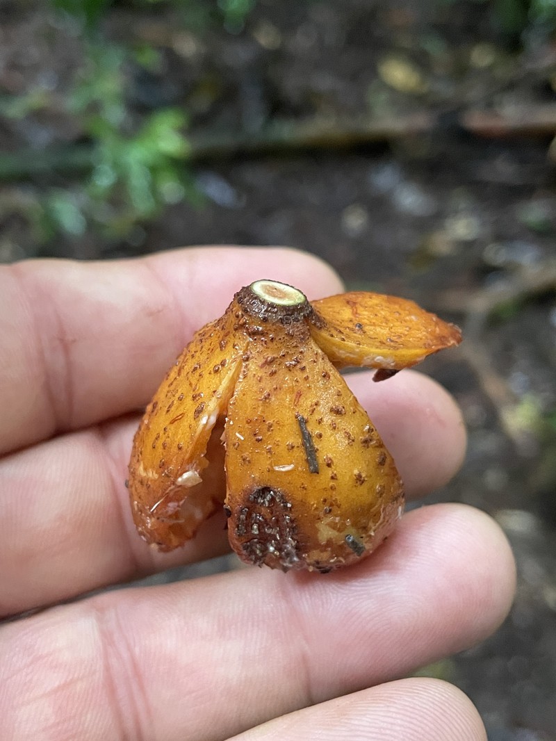 Didymocheton pettigrewianus photo 3