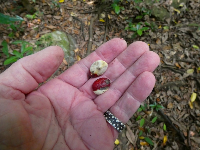 Didymocheton pettigrewianus photo 6