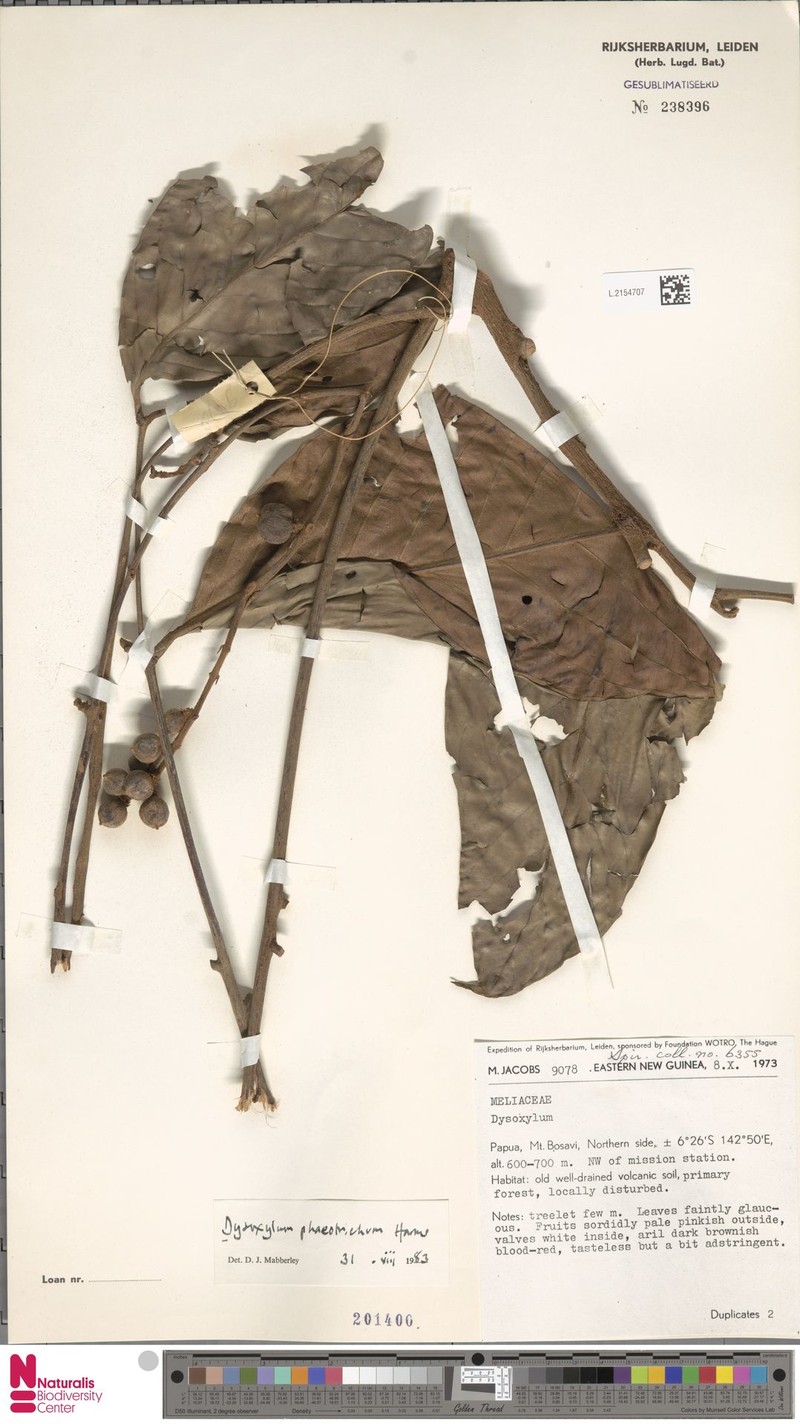 Didymocheton phaeotrichus