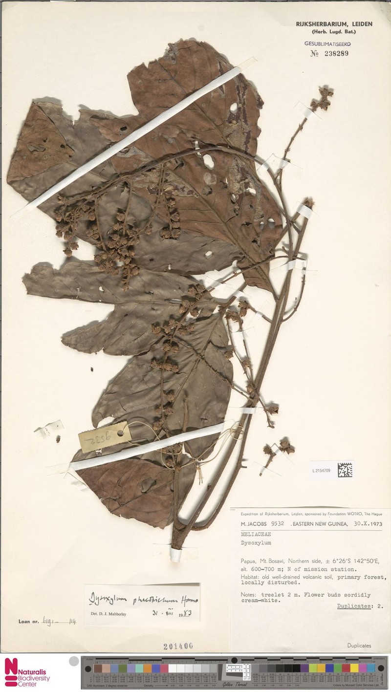 Didymocheton phaeotrichus photo 2