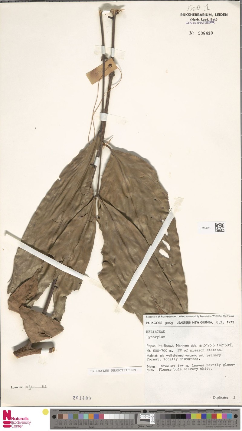 Didymocheton phaeotrichus photo 3