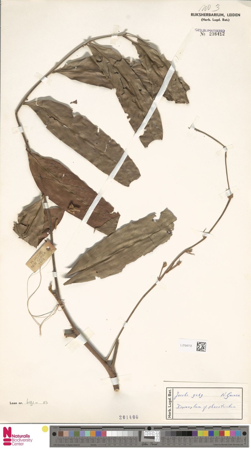 Didymocheton phaeotrichus photo 4