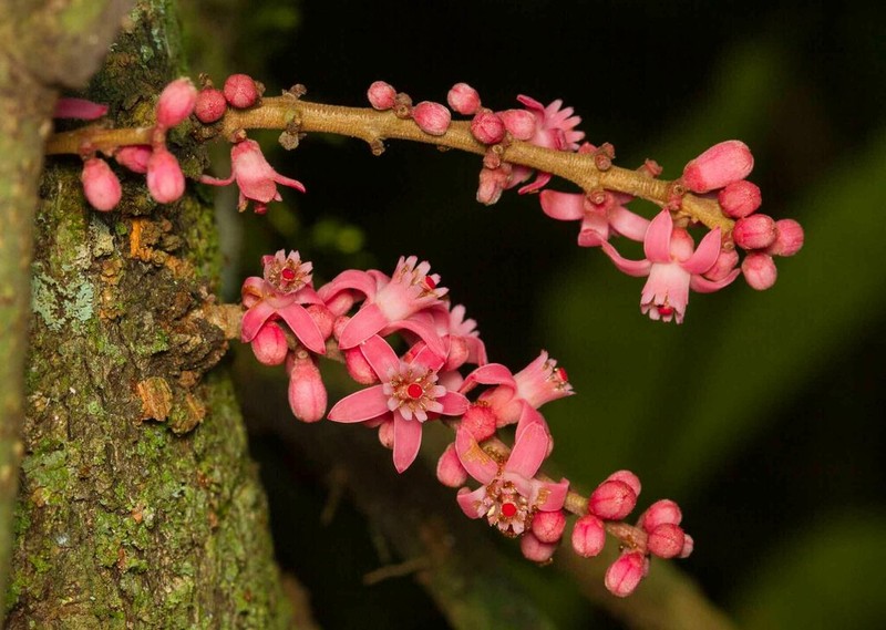 Didymocheton roseus