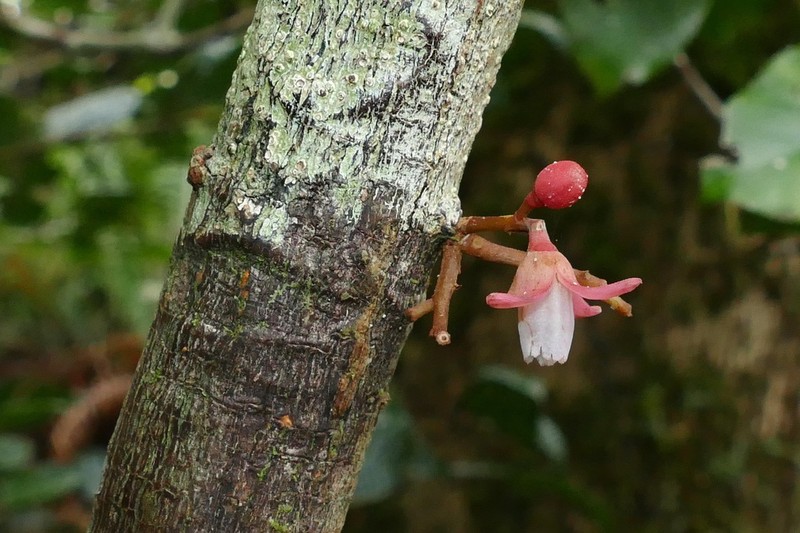 Didymocheton roseus photo 2