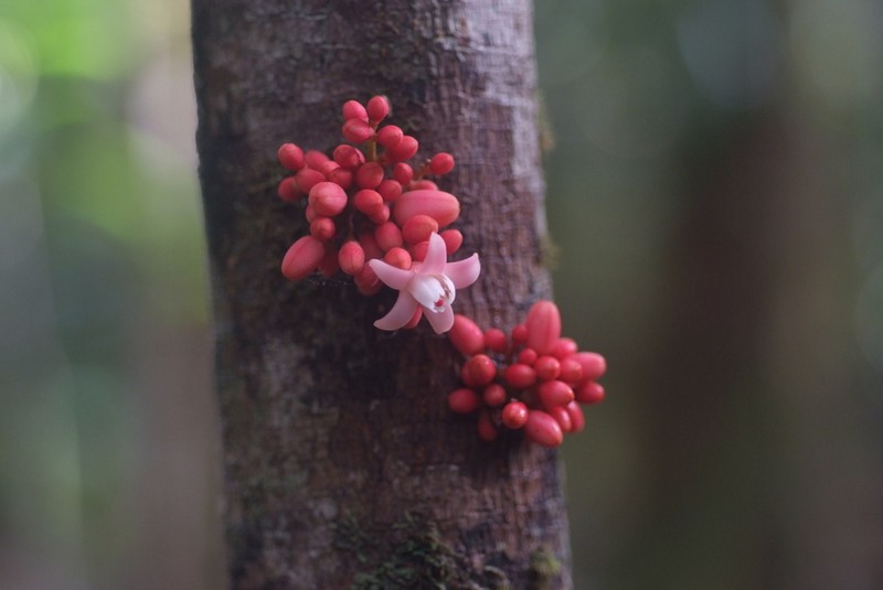 Didymocheton roseus photo 3