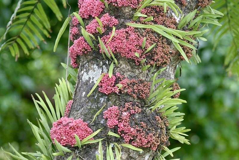 Didymocheton roseus photo 4