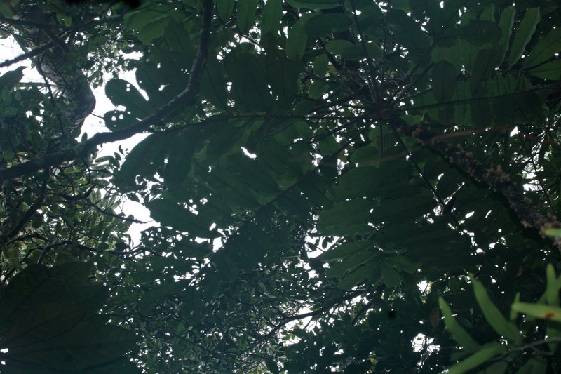 Didymocheton roseus photo 5