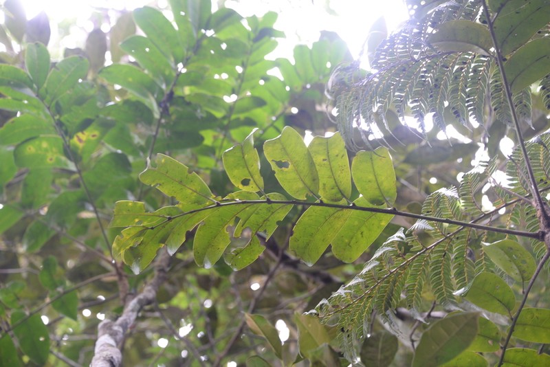 Didymocheton roseus photo 6
