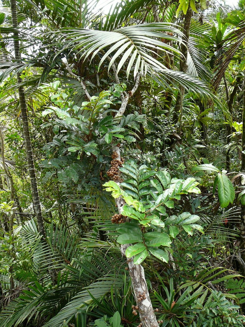 Didymocheton roseus photo 7