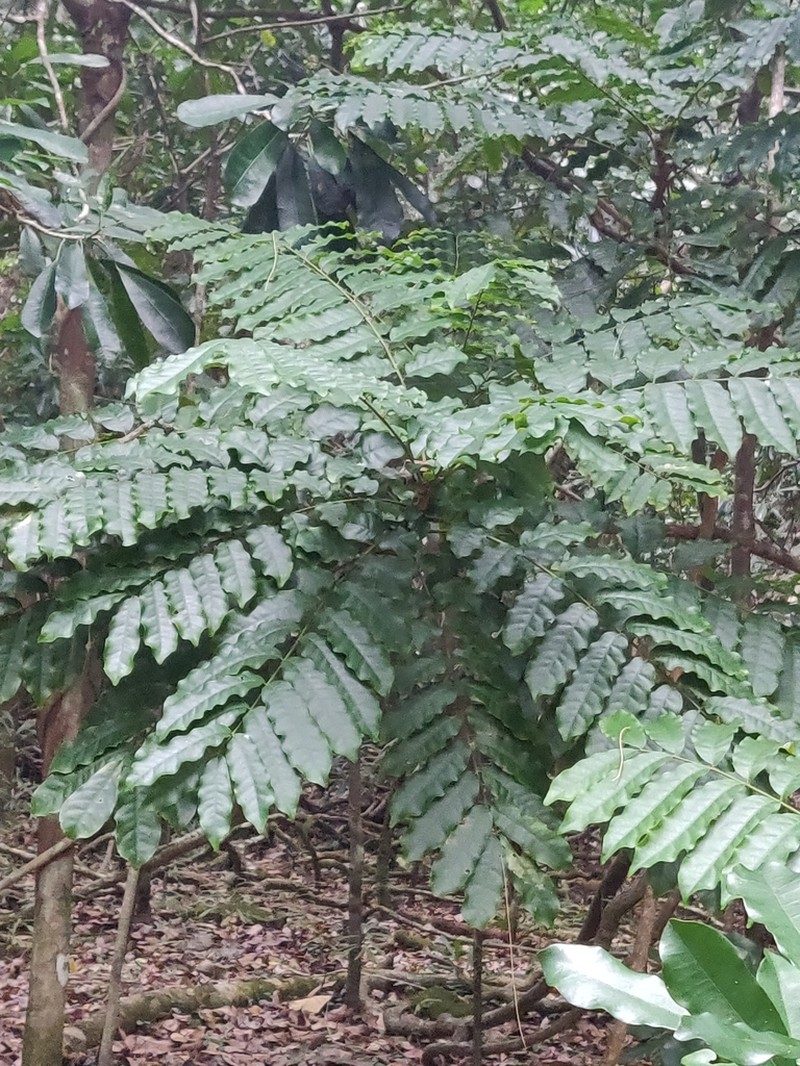 Didymocheton roseus photo 8