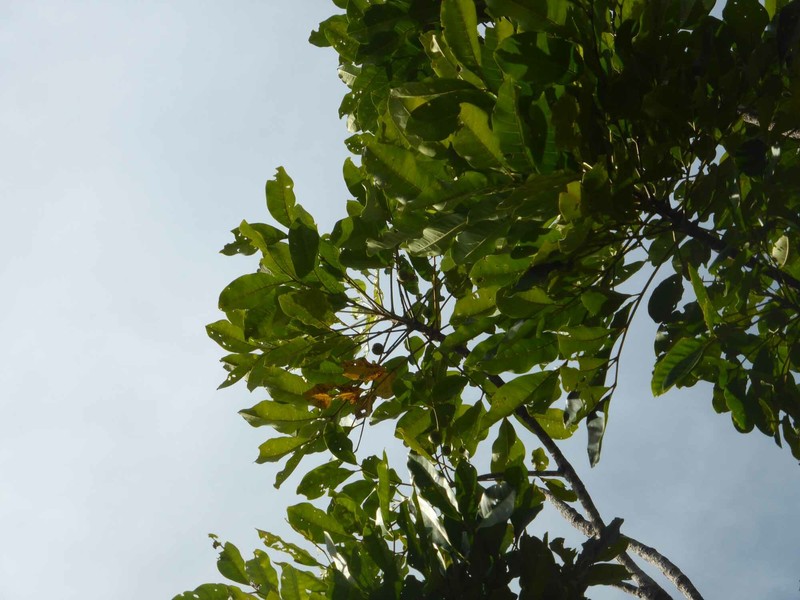 Didymocheton rufescens subsp. dzumacensis