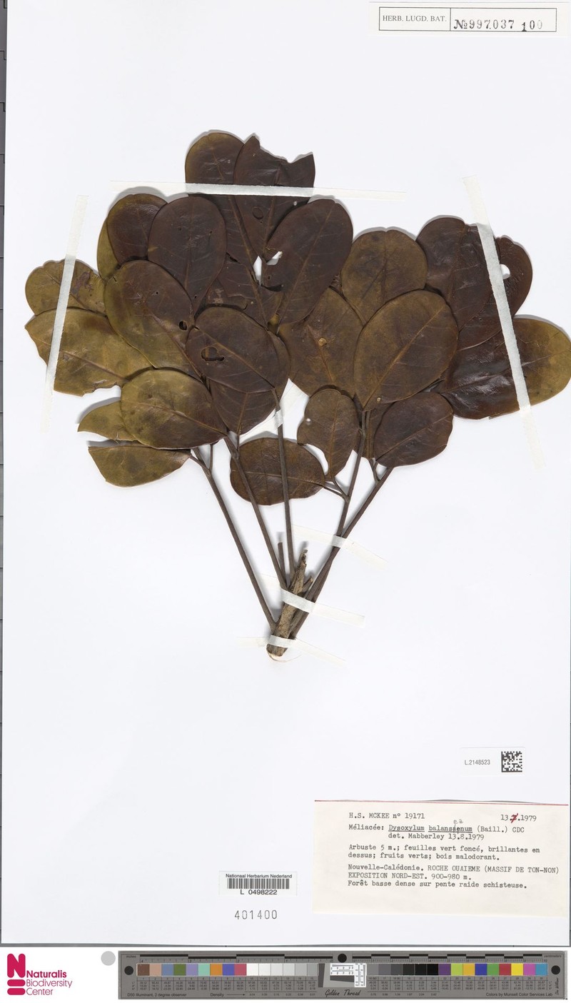 Didymocheton rufescens subsp. dzumacensis photo 2