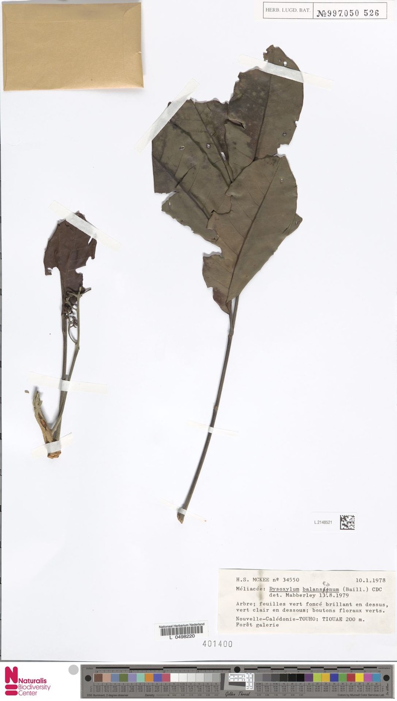 Didymocheton rufescens subsp. dzumacensis photo 3