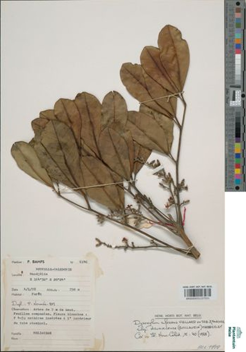 Didymocheton rufescens subsp. dzumacensis photo 4