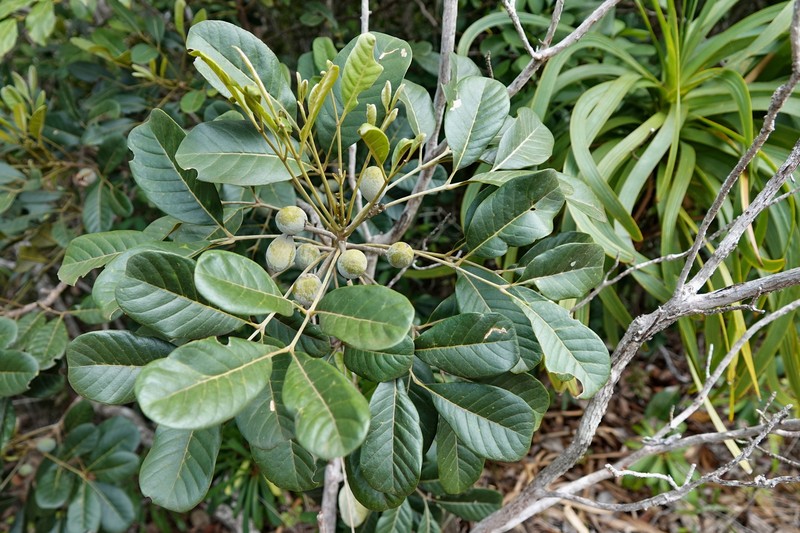 Didymocheton rufescens subsp. rufescens