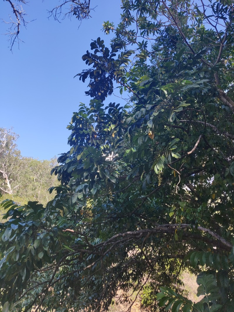 Didymocheton rufescens subsp. rufescens photo 2