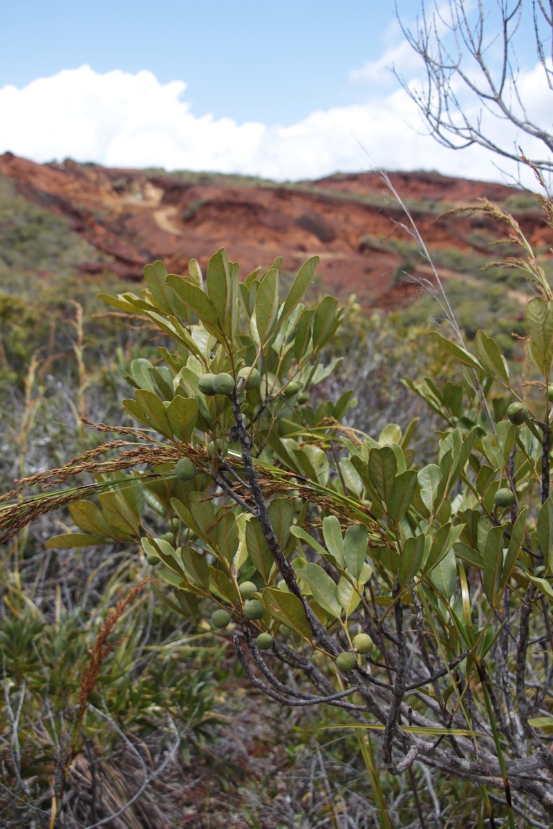Didymocheton rufescens subsp. rufescens photo 3