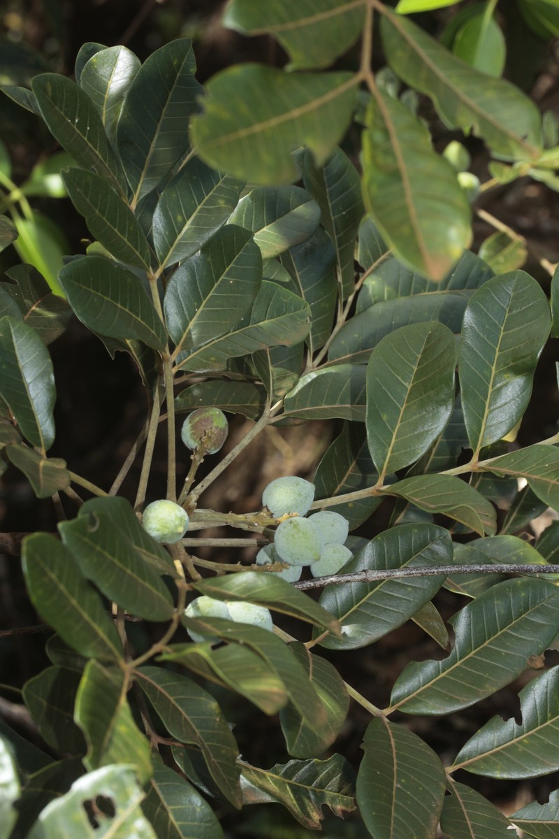 Didymocheton rufescens subsp. rufescens photo 4