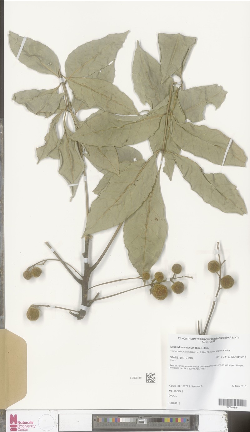 Didymocheton setosus photo 2