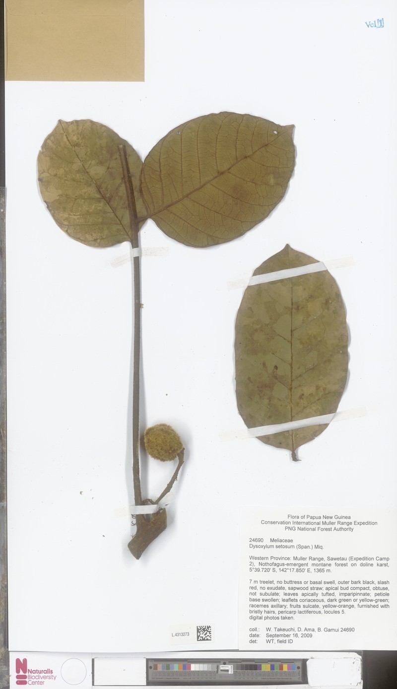 Didymocheton setosus photo 3