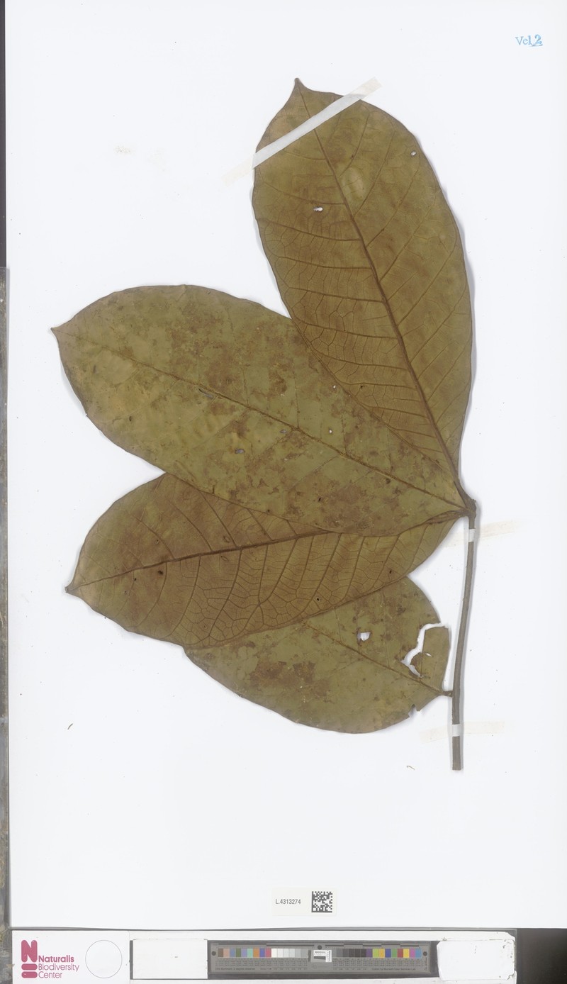 Didymocheton setosus photo 4