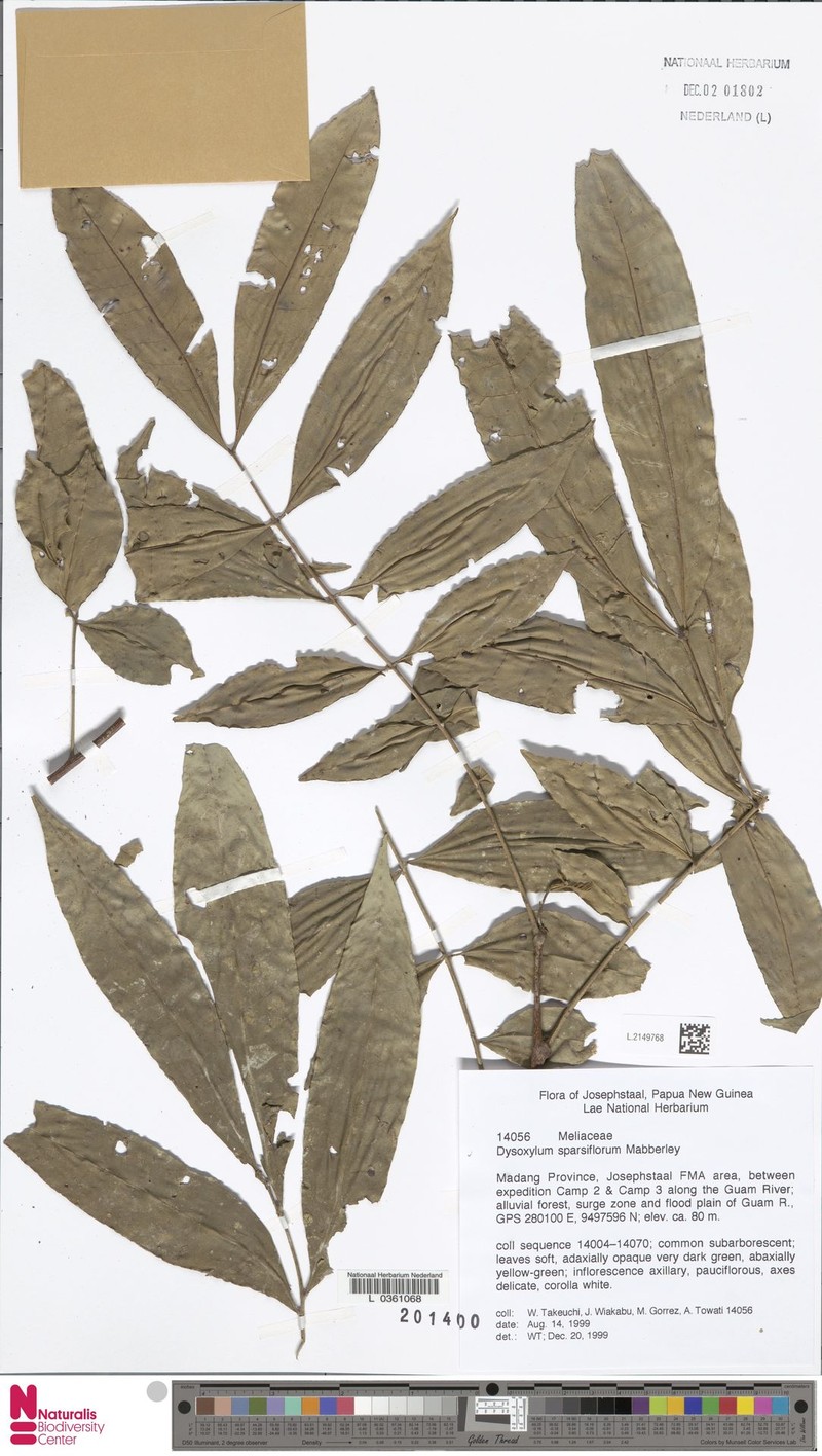 Didymocheton sparsiflorus