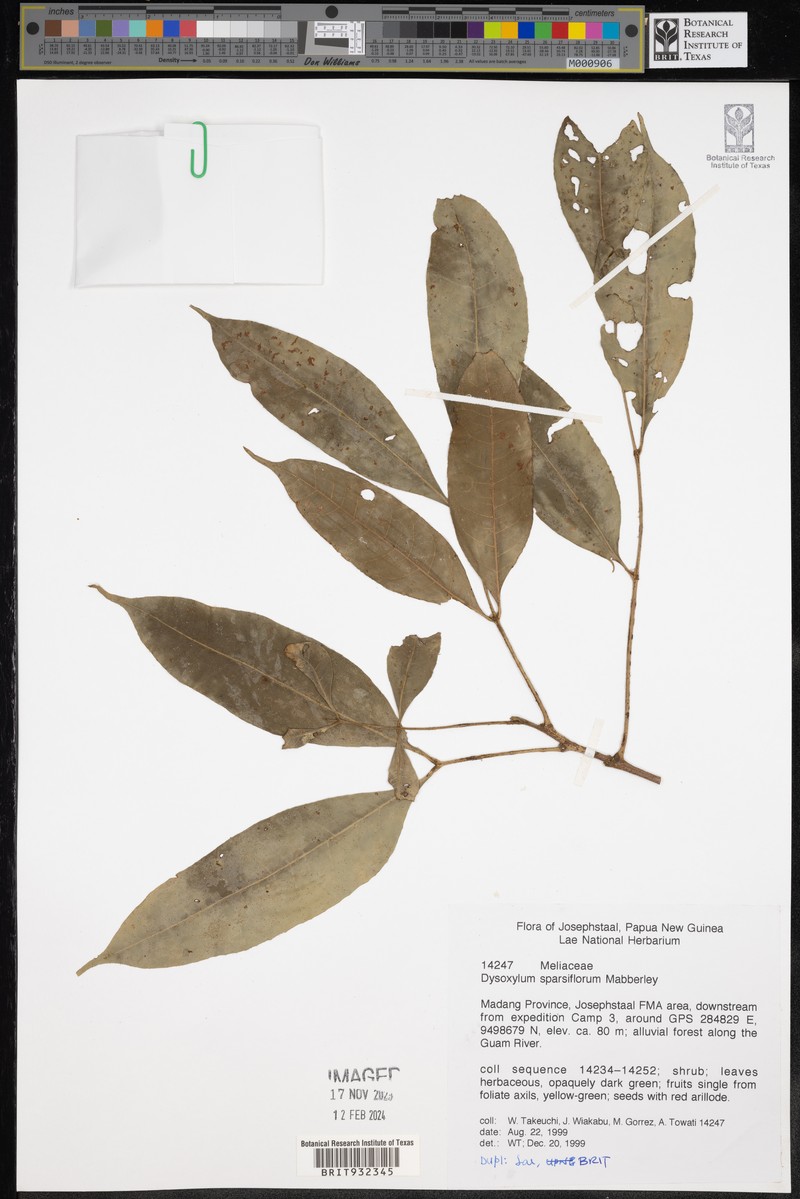 Didymocheton sparsiflorus photo 2