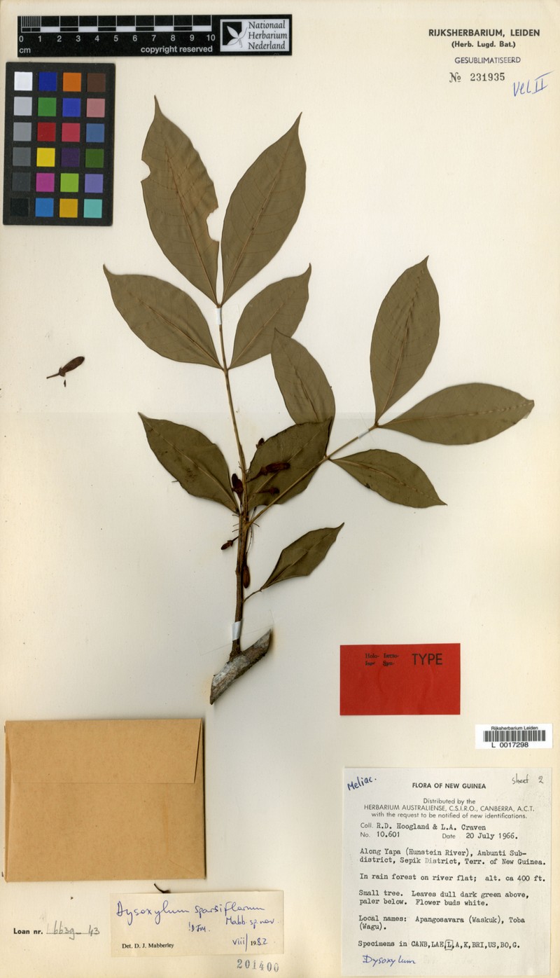 Didymocheton sparsiflorus photo 3