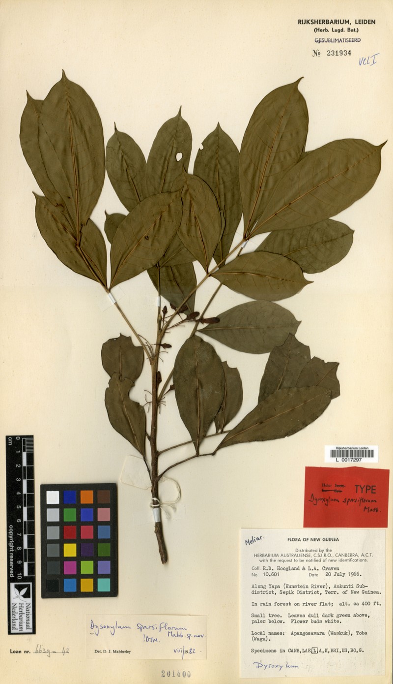 Didymocheton sparsiflorus photo 4