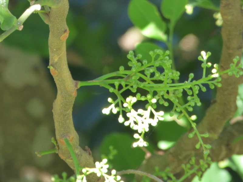 Didymocheton spectabilis photo 2