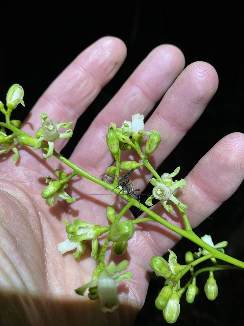 Didymocheton spectabilis photo 3