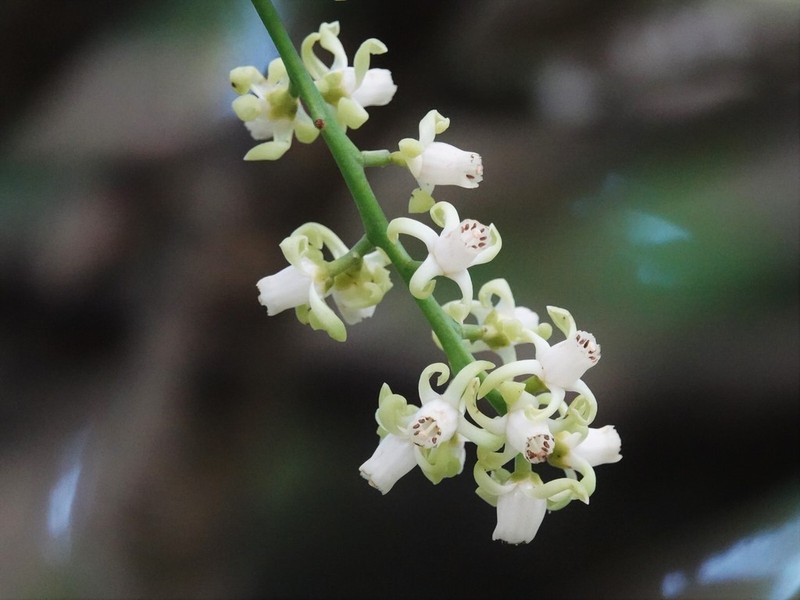 Didymocheton spectabilis photo 4
