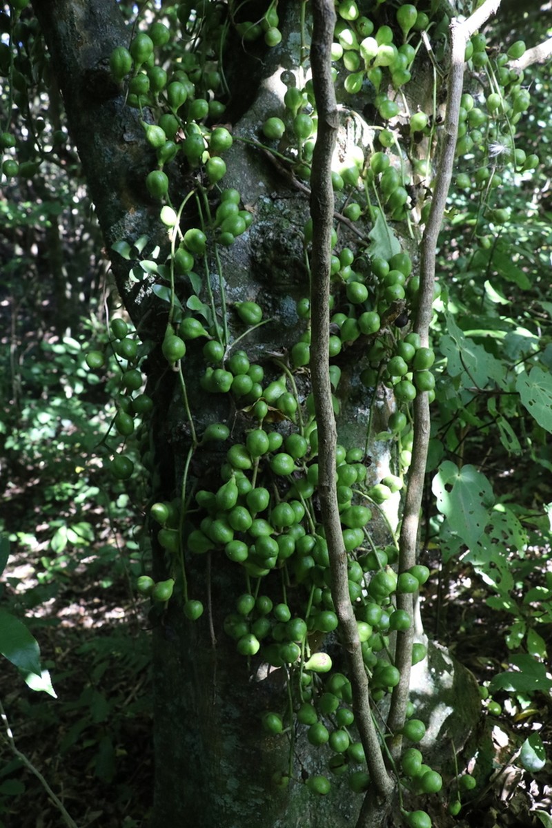 Didymocheton spectabilis photo 6