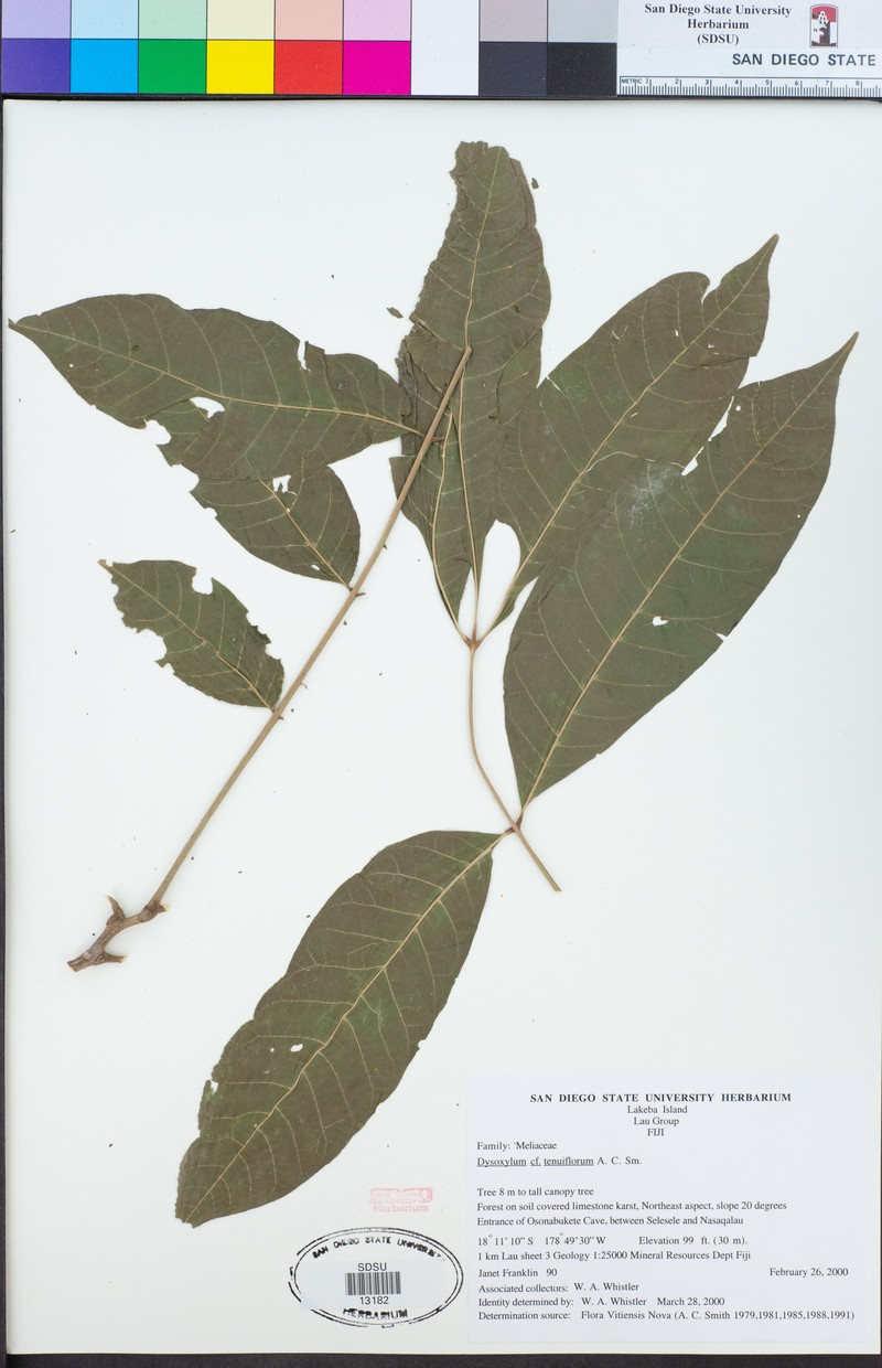 Didymocheton tenuiflorus