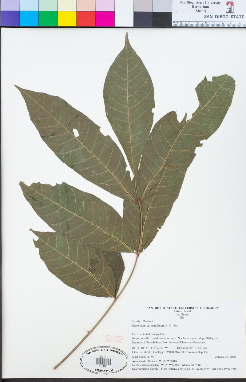 Didymocheton tenuiflorus photo 2