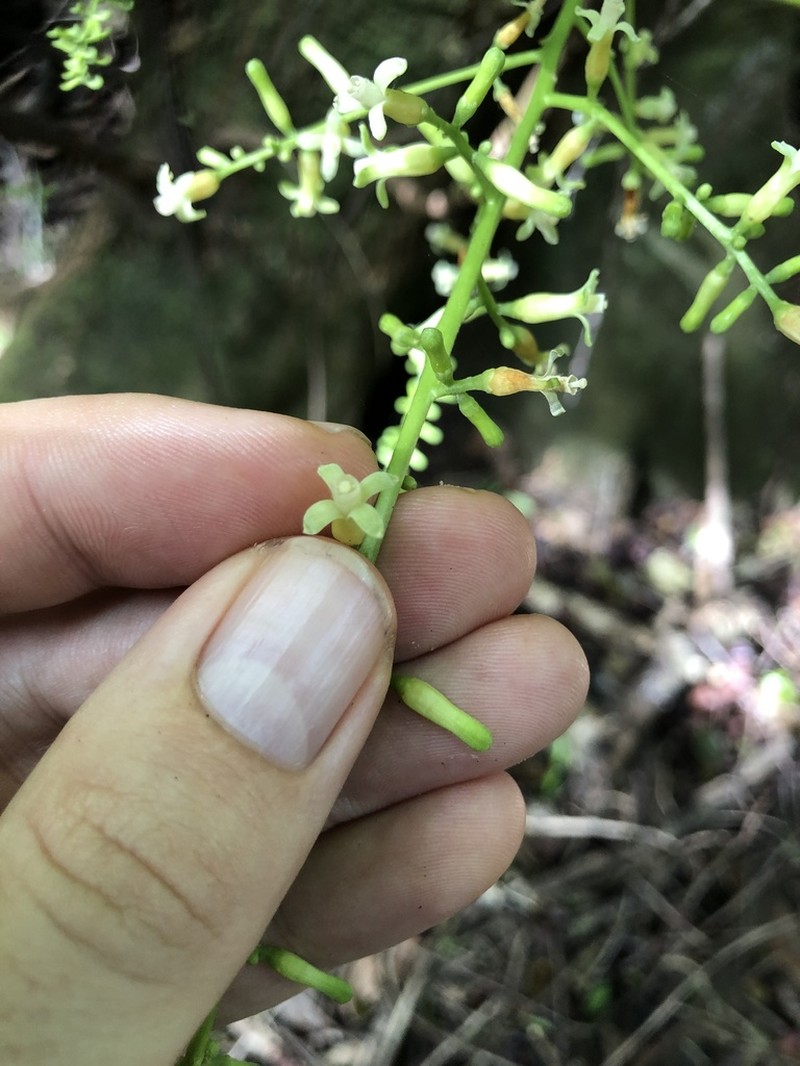 Didymocheton tongensis