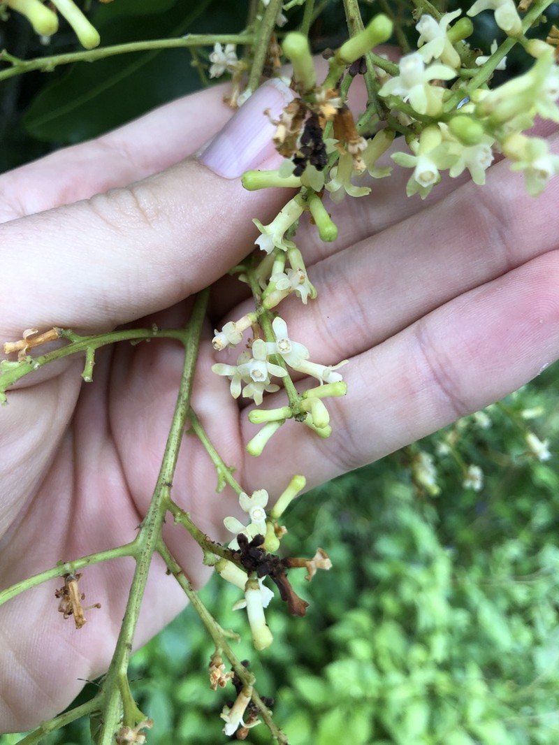 Didymocheton tongensis photo 3