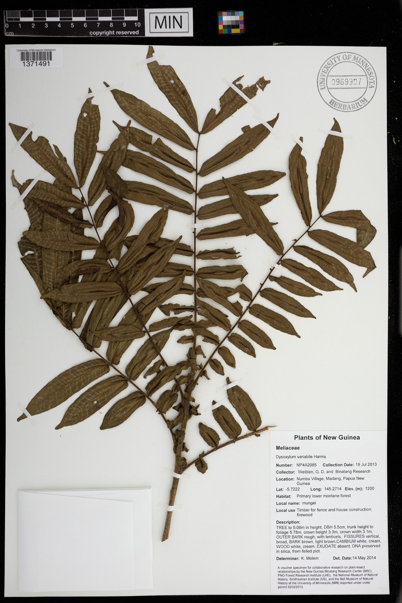 Didymocheton variabilis
