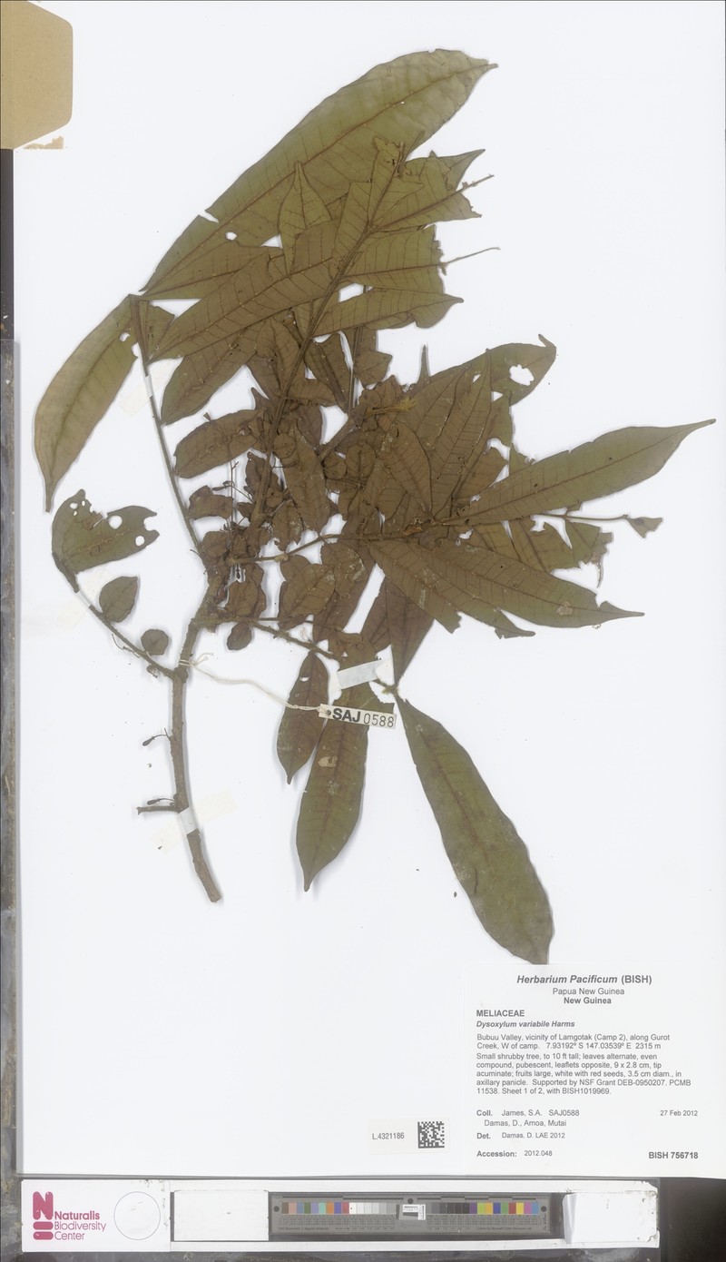Didymocheton variabilis photo 2
