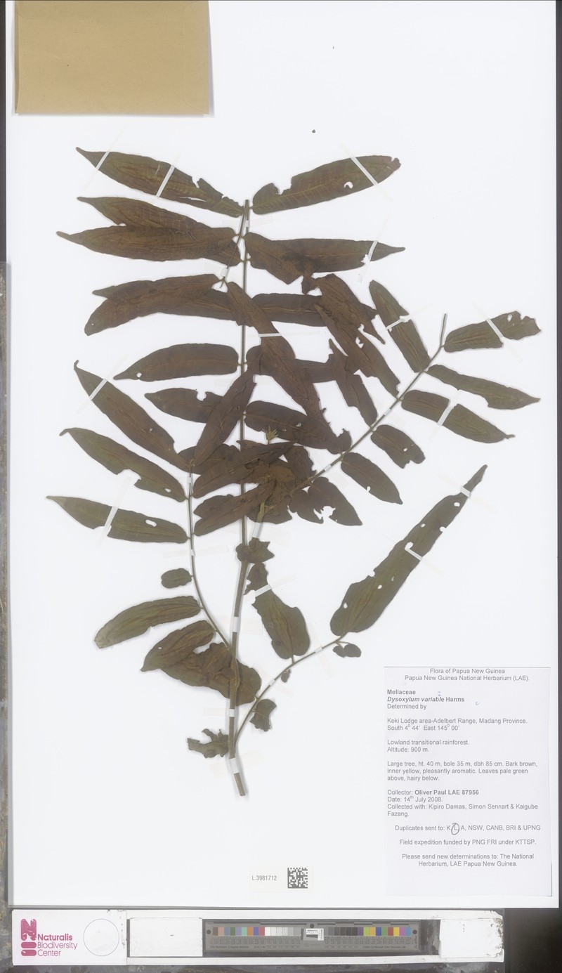 Didymocheton variabilis photo 3