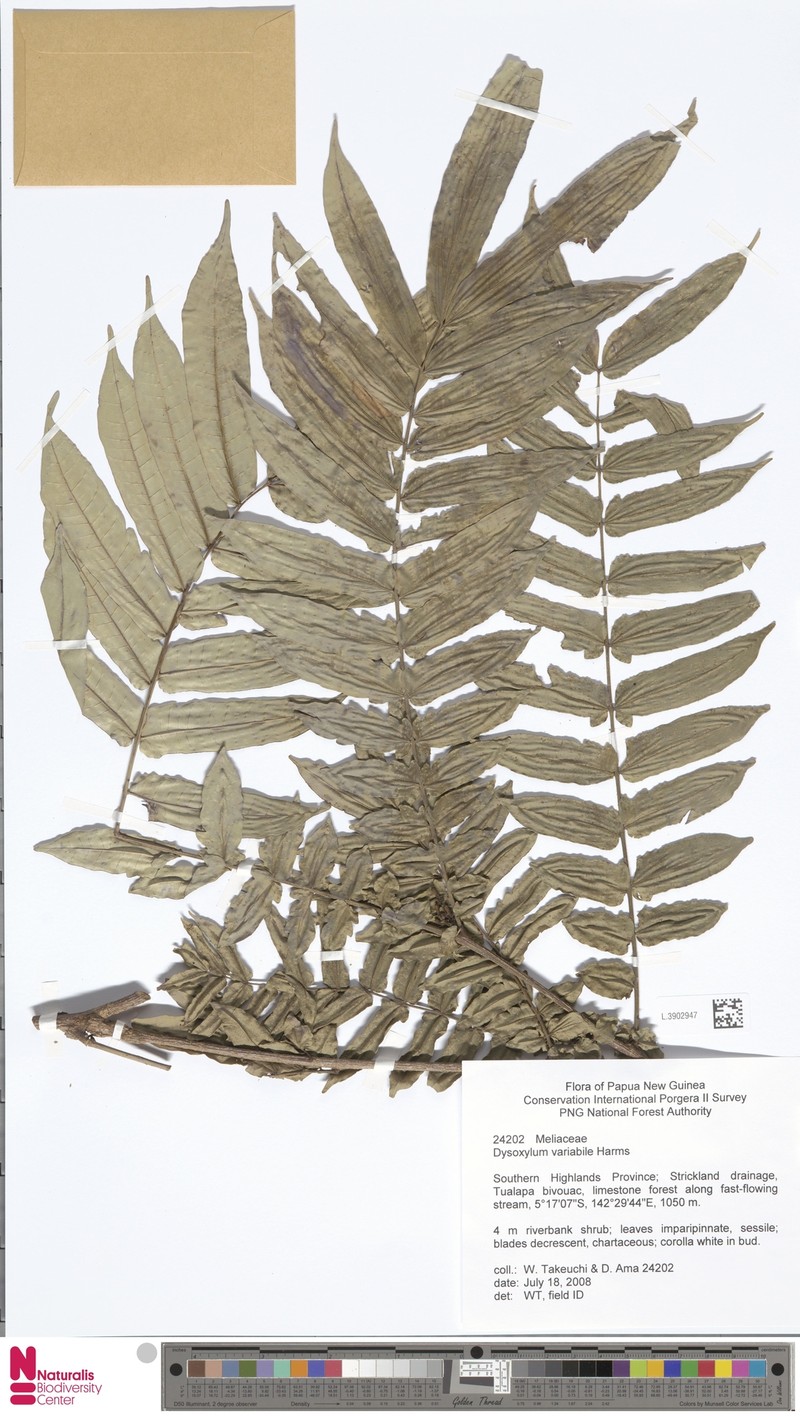 Didymocheton variabilis photo 4