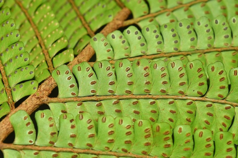 Didymochlaena alpina