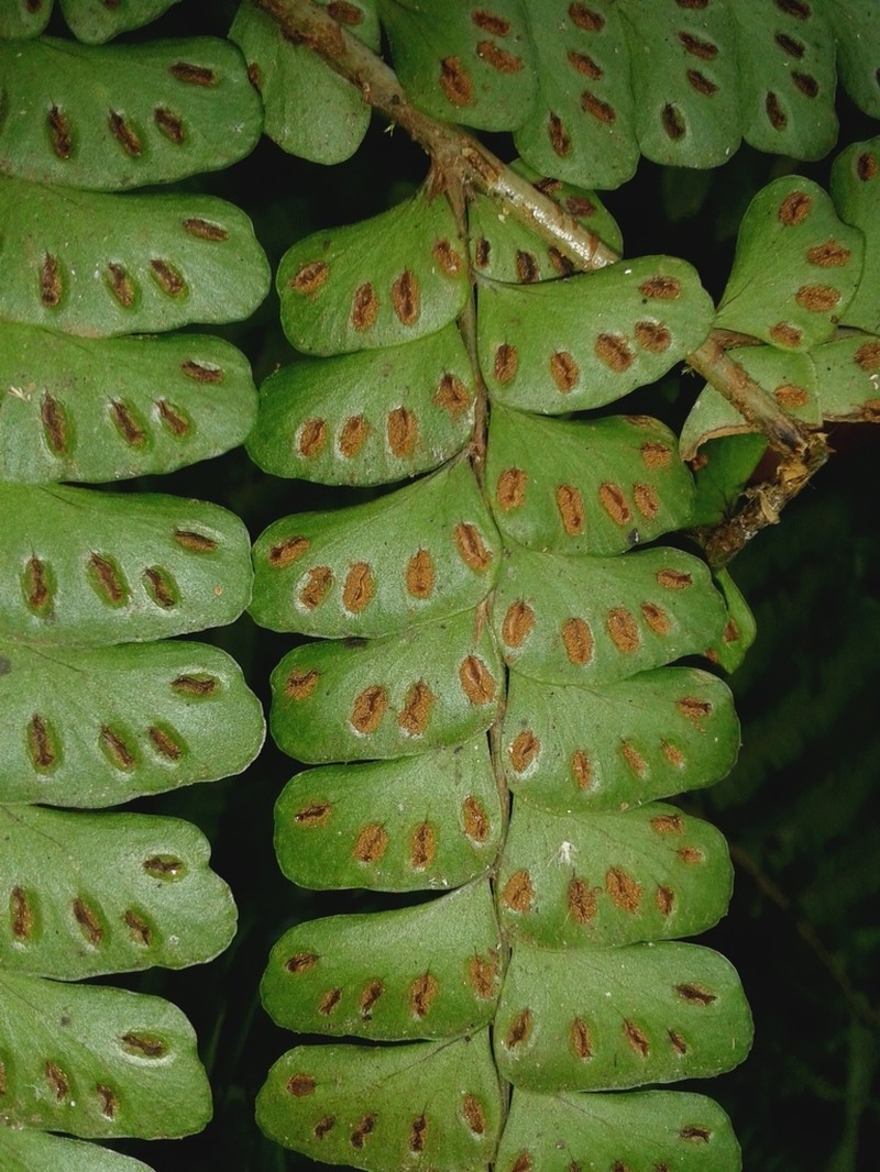 Didymochlaena alpina photo 2
