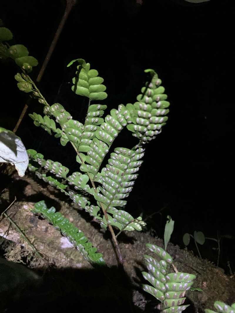 Didymochlaena alpina photo 5